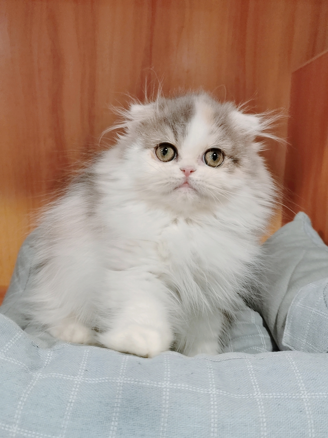 甜美高地长毛猫,大眼睛,送用品